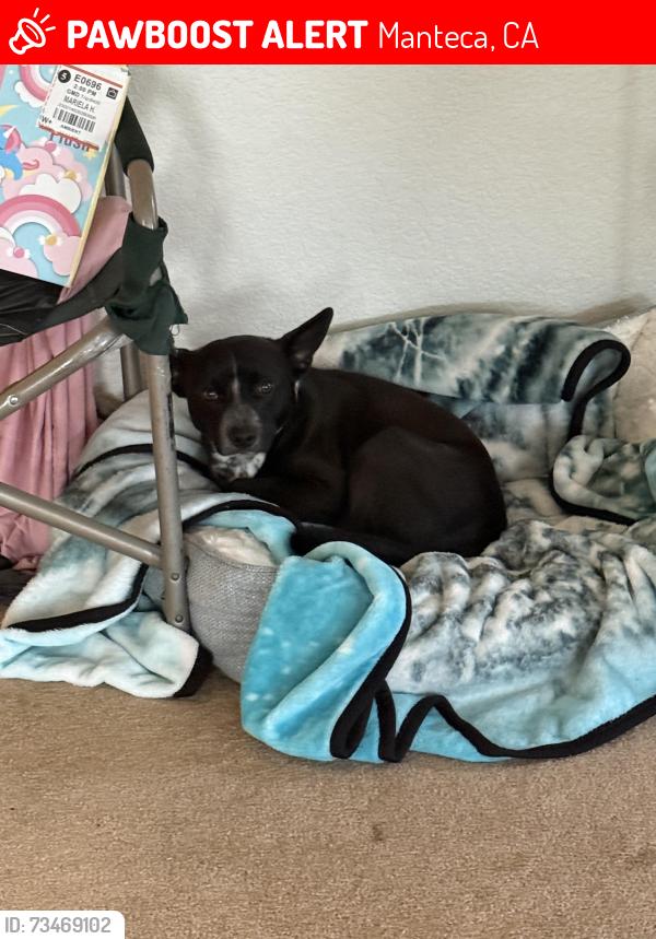 Lost Male Dog last seen Mammoth dr and Tahoe st, Manteca, CA 95337