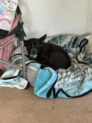 Lost Male Dog last seen Mammoth dr and Tahoe st, Manteca, CA 95337