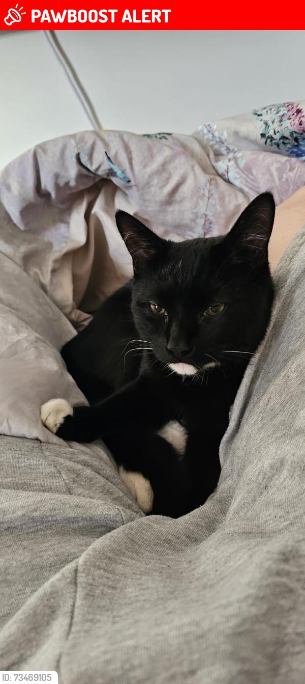Lost Male Cat last seen March, Cambridgeshire, England 