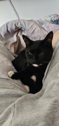 Lost Male Cat last seen March, Cambridgeshire, England 