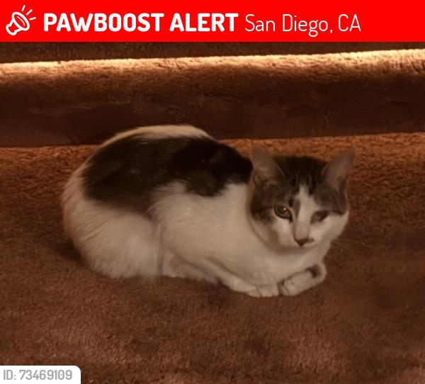 Lost Female Cat last seen Near Mount Saint Helen’s court, San Diego, CA 92117