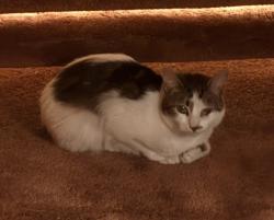Lost Female Cat last seen Near Mount Saint Helen’s court, San Diego, CA 92117