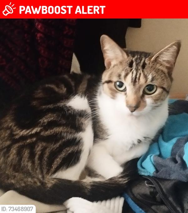 Lost Female Cat last seen On A27 before Sainsbury's, Lyons Farm, West Sussex, England 