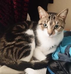 Lost Female Cat last seen On A27 before Sainsbury's, Lyons Farm, West Sussex, England 