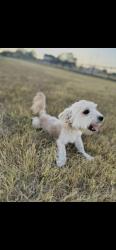 Lost Female Dog last seen Crandall, Crandall, TX 75114