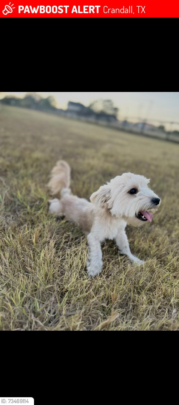 Lost Female Dog last seen Crandall, Crandall, TX 75114