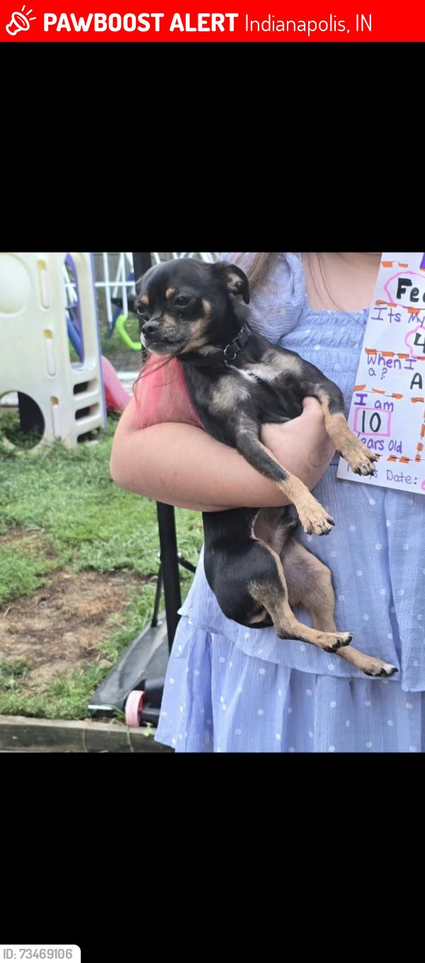 Lost Male Dog last seen Windsor and Webster, Indianapolis, IN 46219