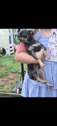 Lost Male Dog last seen Windsor and Webster, Indianapolis, IN 46219