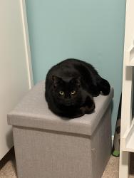 Reunited Male Cat last seen Glenhazel & Grottoes, behind the Good Shepard and School of Rock off Ashburn Rd, Ashburn, VA 20147