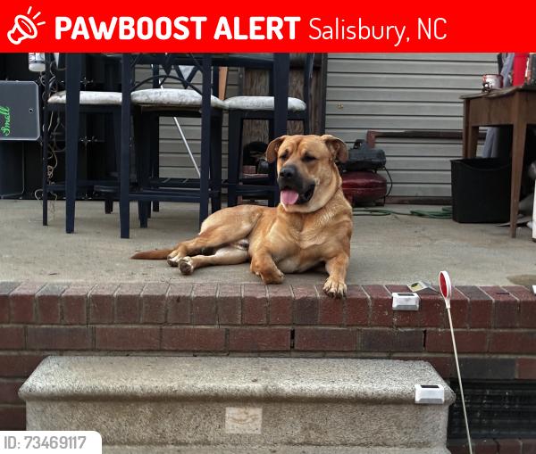 Lost Male Dog last seen Rimer Rd Jackson Rd, Salisbury, NC 28146