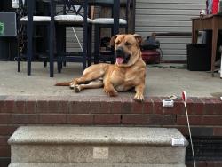 Lost Male Dog last seen Rimer Rd Jackson Rd, Salisbury, NC 28146