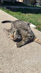 Lost Female Cat last seen Last seen near Stanton rd and Ahtanum, Yakima, WA 98903