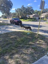 Found/Stray Female Dog last seen Valley trails, San Antonio, TX 78250