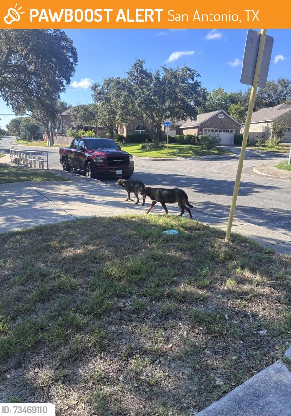 Found/Stray Female Dog last seen Valley trails, San Antonio, TX 78250