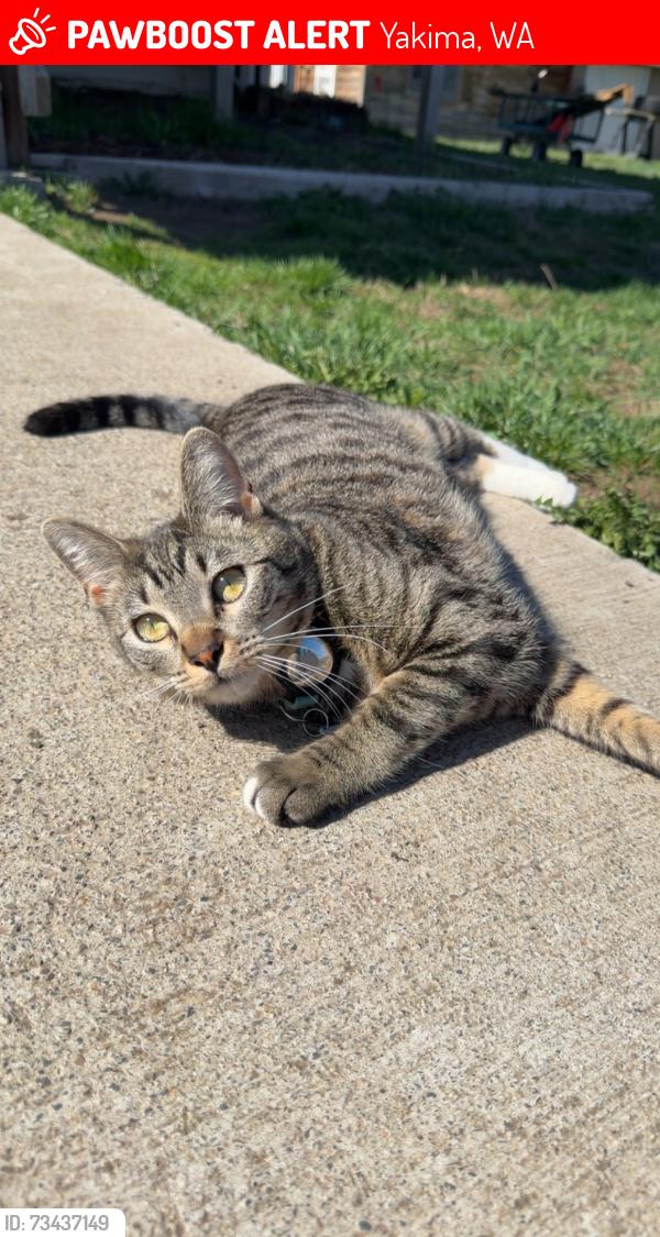 Lost Female Cat last seen Last seen near Stanton rd and Ahtanum, Yakima, WA 98903