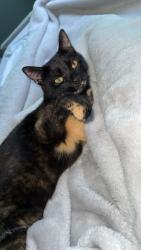 Lost Female Cat last seen Gracemount, Gracemount, Scotland 