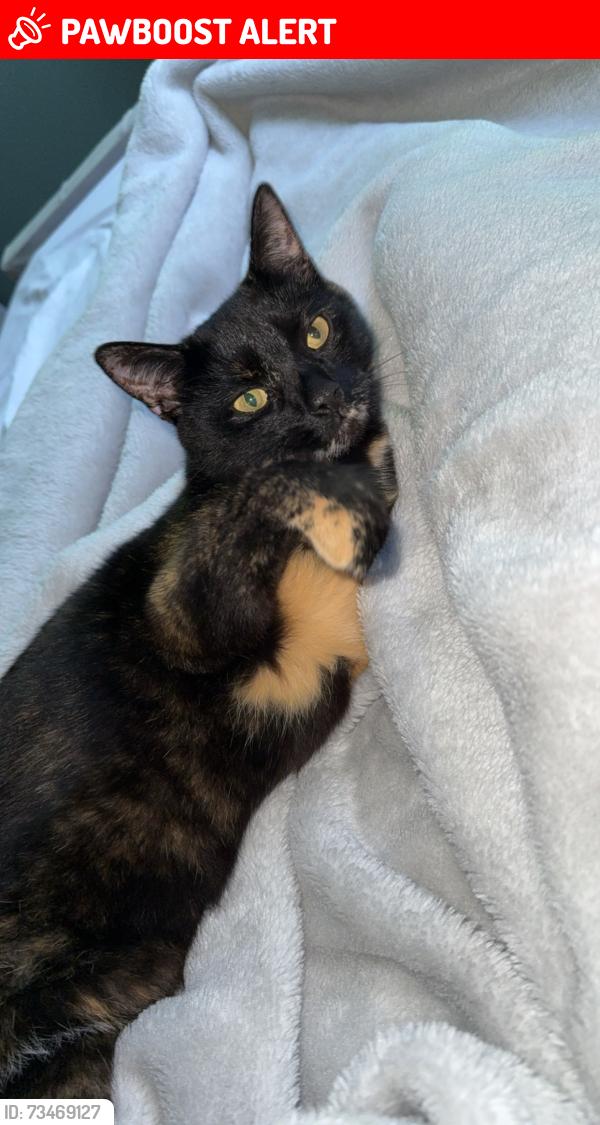 Lost Female Cat last seen Gracemount, Gracemount, Scotland 