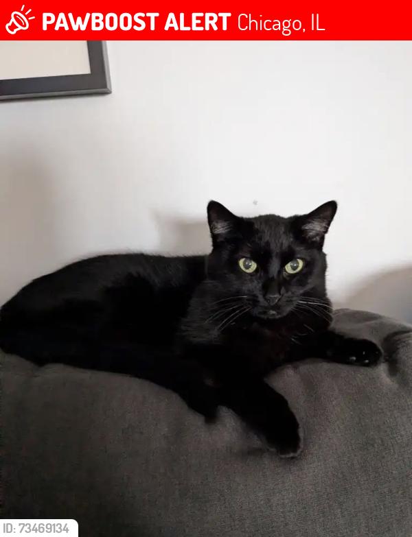 Lost Male Cat last seen Belmont and Cicero area, Chicago, IL 60641
