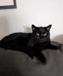 Lost Male Cat last seen Belmont and Cicero area, Chicago, IL 60641