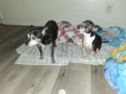 Reunited Male Dog last seen Bromley avenue and Jones, Las Vegas, NV 89107