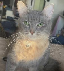 Lost Female Cat last seen Near Norton Rd, Columbus OH 43228 behind La Michoacana Mexican Market, Columbus, OH 43228
