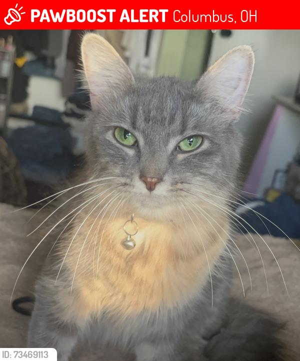 Lost Female Cat last seen Near Norton Rd, Columbus OH 43228 behind La Michoacana Mexican Market, Columbus, OH 43228