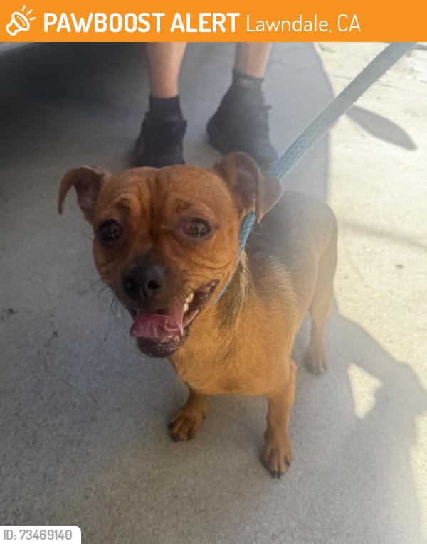 Found/Stray Male Dog last seen Near Larch Ave, Lawndale, CA 90260