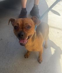 Found/Stray Male Dog last seen Near Larch Ave, Lawndale, CA 90260
