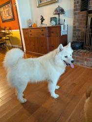 Reunited Unknown Dog last seen Kennesaw mountain high School, Kennesaw, GA 30152
