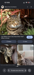 Found/Stray Unknown Cat last seen Near Adelaide ave, San Diego, CA 92115