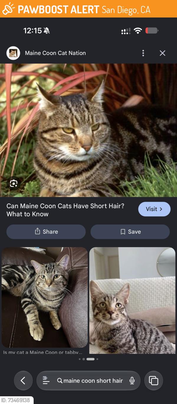 Found/Stray Unknown Cat last seen Near Adelaide ave, San Diego, CA 92115