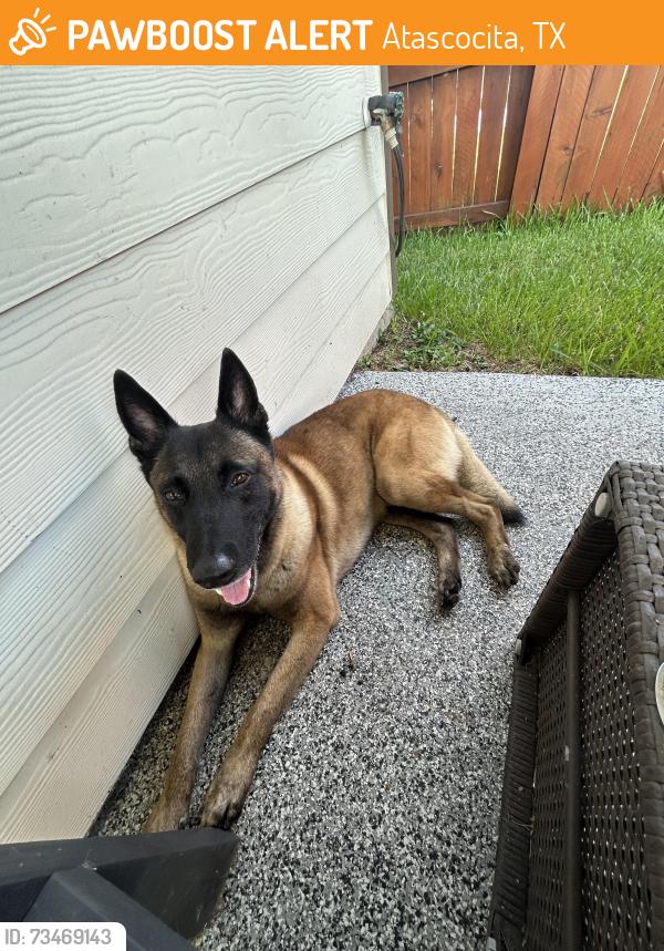 Found/Stray Male Dog last seen Sierra National Dr, Atascocita, TX 77346