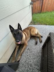 Found/Stray Male Dog last seen Sierra National Dr, Atascocita, TX 77346