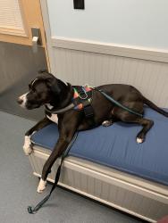 Reunited Male Dog last seen Mango, Tampa, FL 33616