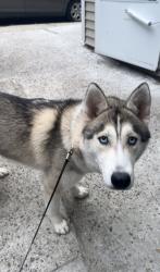 Lost Female Dog last seen Target, Waterbury, CT 06704