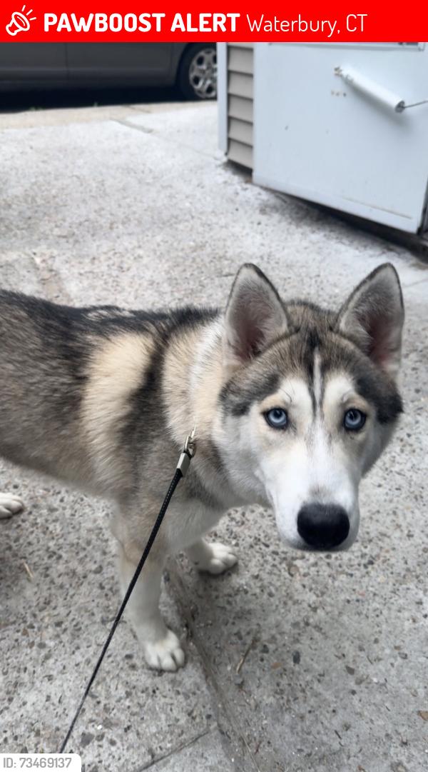 Lost Female Dog last seen Target, Waterbury, CT 06704