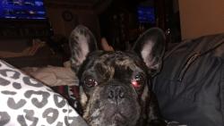 Lost Male Dog last seen Iris drive, Chattanooga, TN 37421