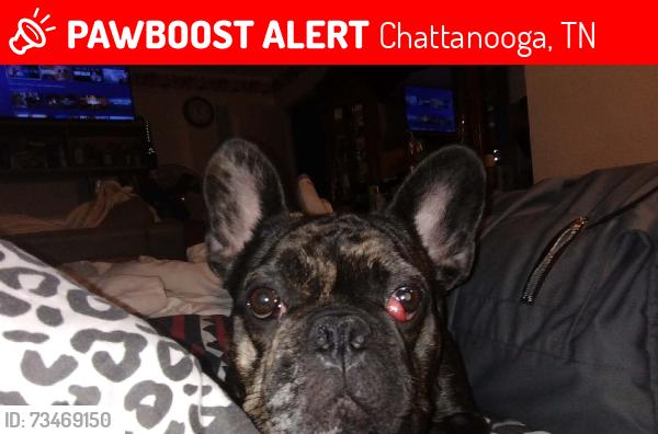 Lost Male Dog last seen Iris drive, Chattanooga, TN 37421