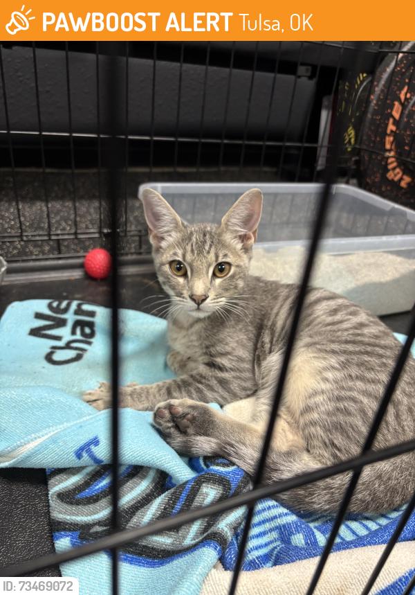 Found/Stray Male Cat last seen 51st between Sheridan and Memorial, Tulsa, OK 74105