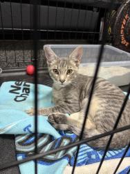 Found/Stray Male Cat last seen 51st between Sheridan and Memorial, Tulsa, OK 74105