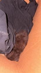 Shelter Stray Male Cat last seen US 19 AND BEACONWOODS DR, 19640 Dogpatch Ln, Land O' Lakes, FL 34638, USA
