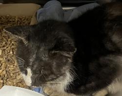 Shelter Stray Male Cat last seen LAKEVIEW DR LEESBURG, 12280 County Rd 448, Tavares, FL 32778, USA