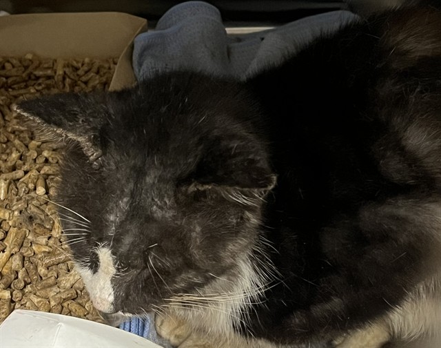 Shelter Stray Male Cat last seen LAKEVIEW DR LEESBURG, 12280 County Rd 448, Tavares, FL 32778, USA
