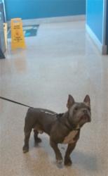 Shelter Stray Male Dog last seen Near BLOCK SW 268 ST, 3599 NW 79th Ave, Doral, FL 33122, USA