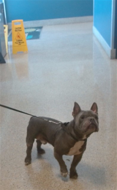 Shelter Stray Male Dog last seen Near BLOCK SW 268 ST, 3599 NW 79th Ave, Doral, FL 33122, USA