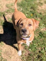 Shelter Stray Female Dog last seen ST PETERS, 4850 Mid Rivers Mall Dr, St Peters, MO 63376, USA