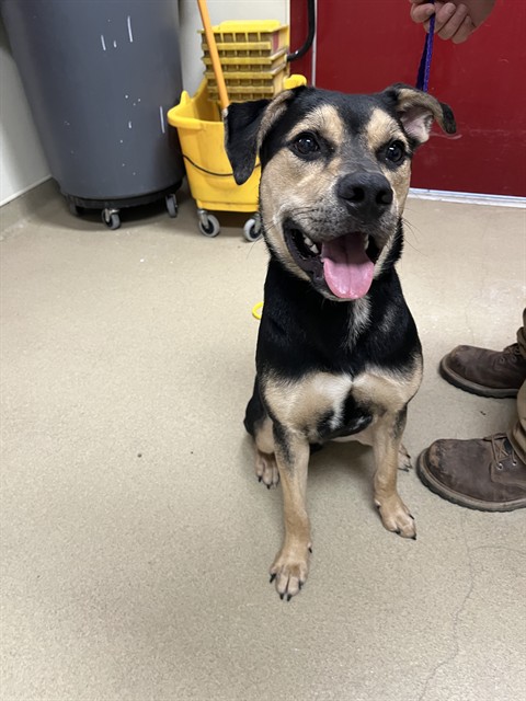 Shelter Stray Male Dog last seen PUGH RD, 31078 LA-36, Lacombe, LA 70445, USA