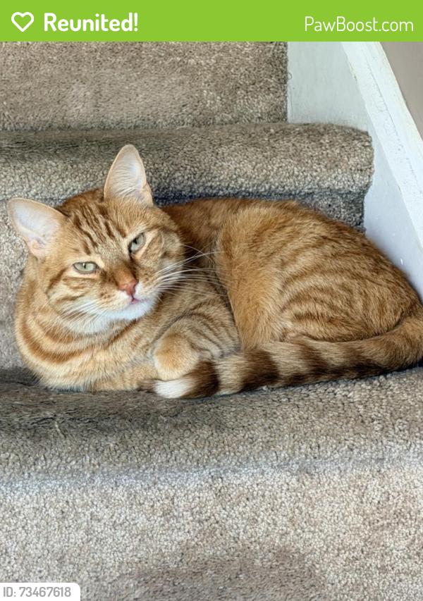 Reunited Male Cat last seen Luella & highland, Kutztown, PA 19530