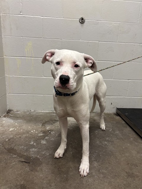 Shelter Stray Female Dog last seen Near BLOCK BARGER PL/COUNCIL PL,63117, 10521 Baur Blvd, Olivette, MO 63132, USA
