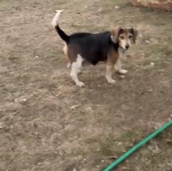 Reunited Male Dog last seen Pleasant Hope, Silver Creek, GA 30173
